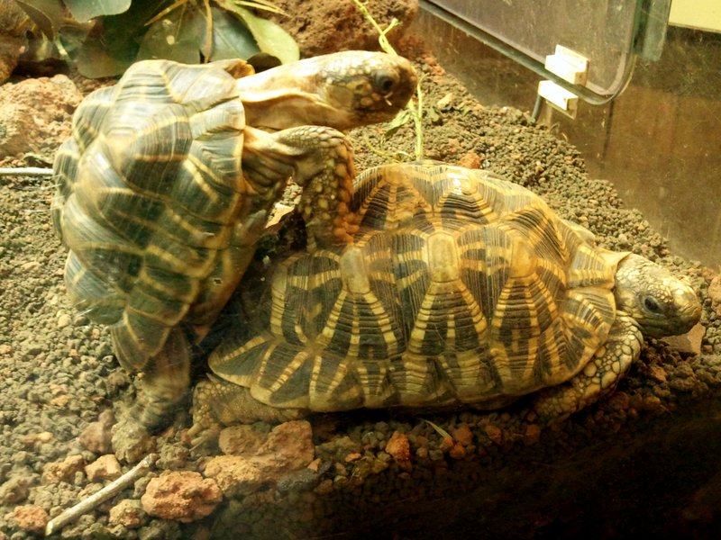 Turtles