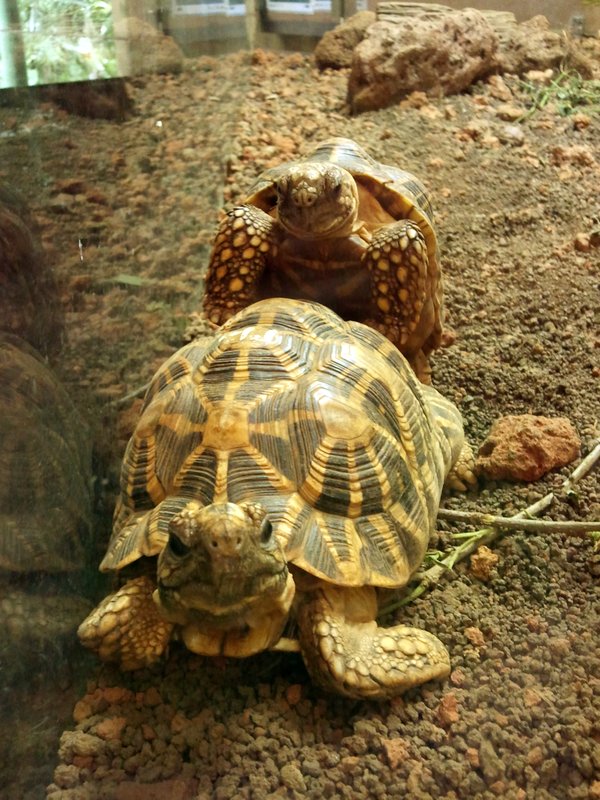 Amorous turtle