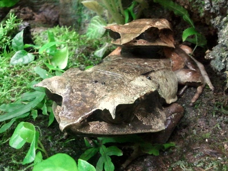 A leaf ... frog!