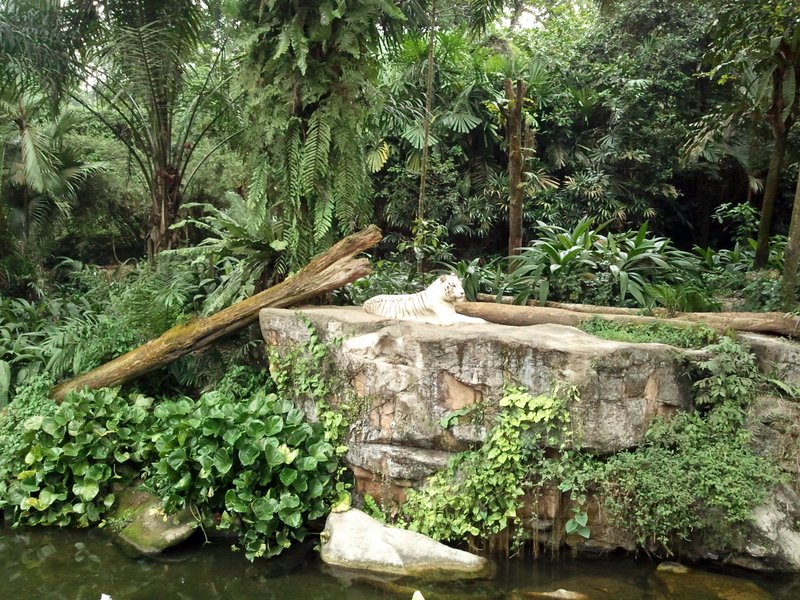 White tiger