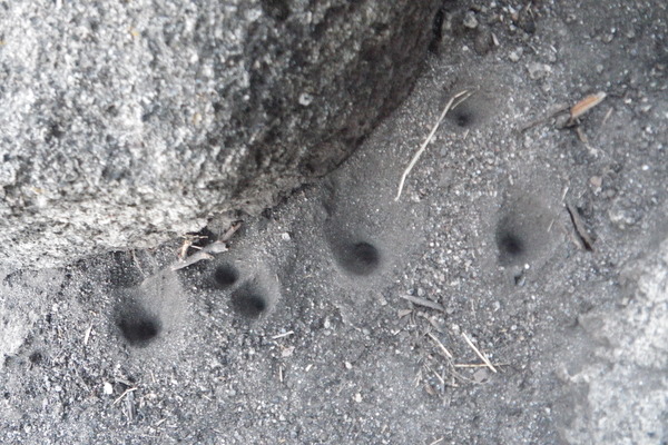 Antlion traps
