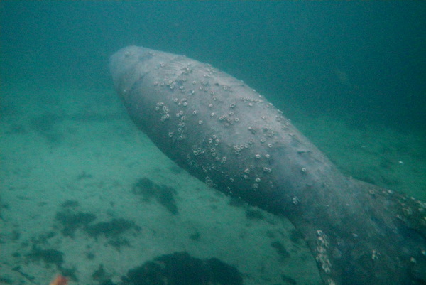 A barnacled manatee