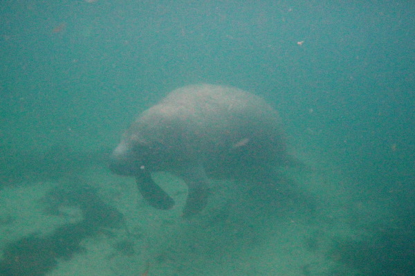A manatee approaches ...