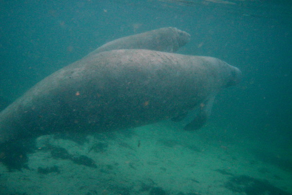 Mummy and baby manatee