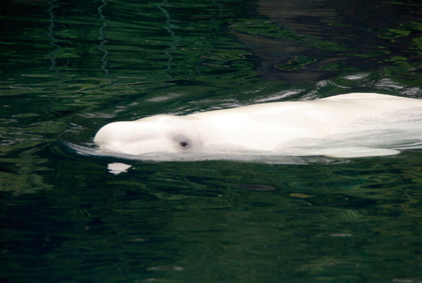 Beluga at Vancouver Aquarium