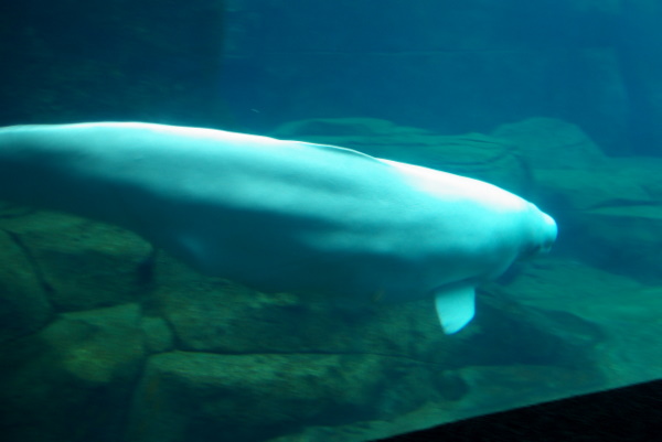 Underwater view of the beluga at Vancouver Aquarium