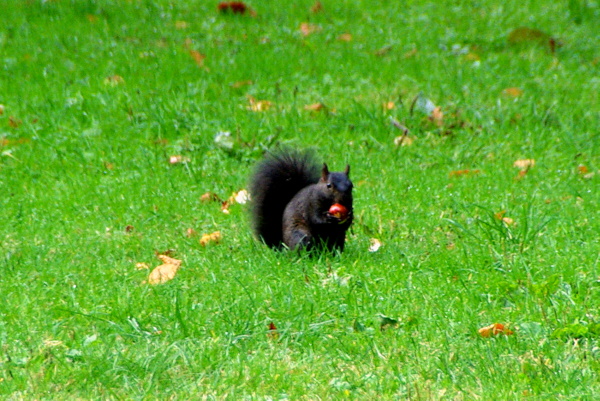 A Canadian black squirrel in Stanley Park