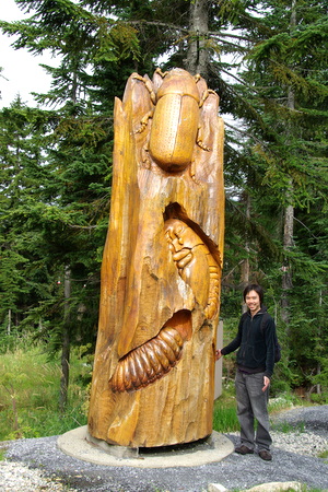 Carving of beetles