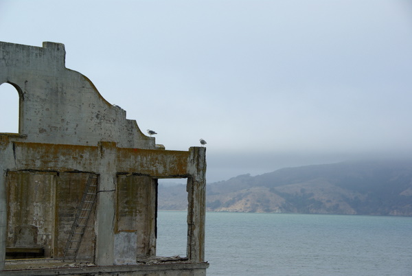 Seagulls have established themselves on the island