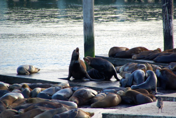 Seals at Pier 39