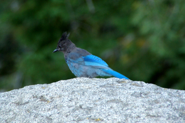 A Steller Blue Jay