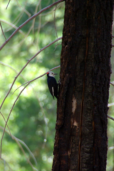 A woodpecker pecking away