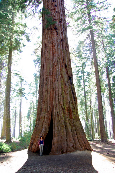 Gigantic trees