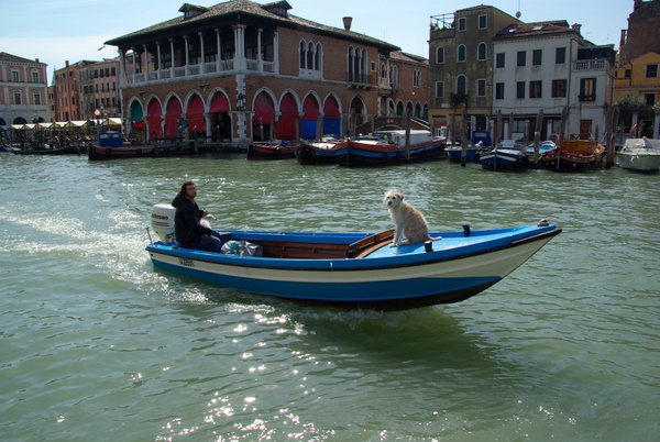 Dogs enjoying a boat ride