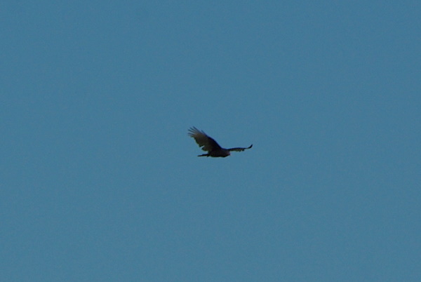 A vulture