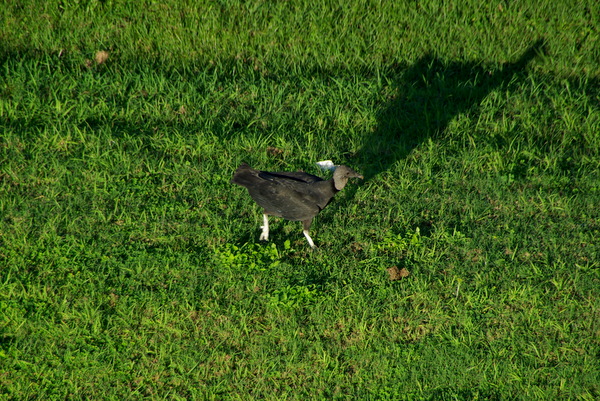 A vulture