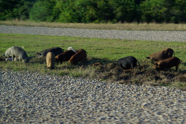 Wild boars