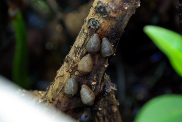 Snails
