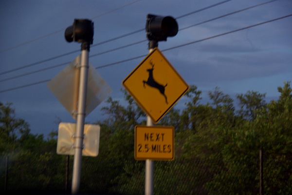 Signs for Key Deer
