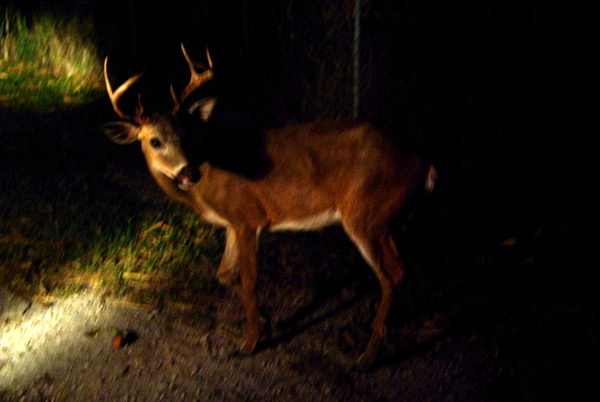 Key Deer