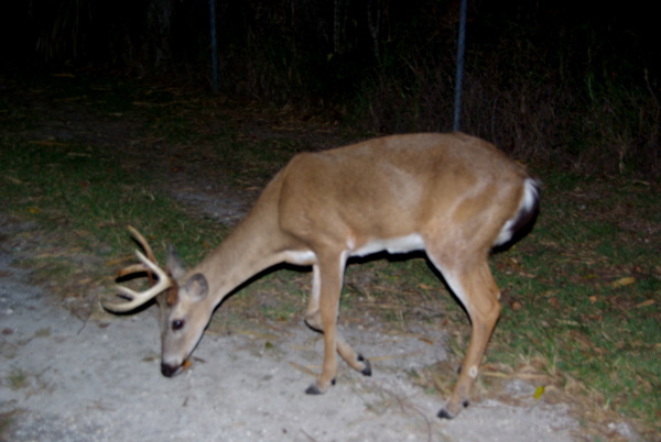 Key Deer