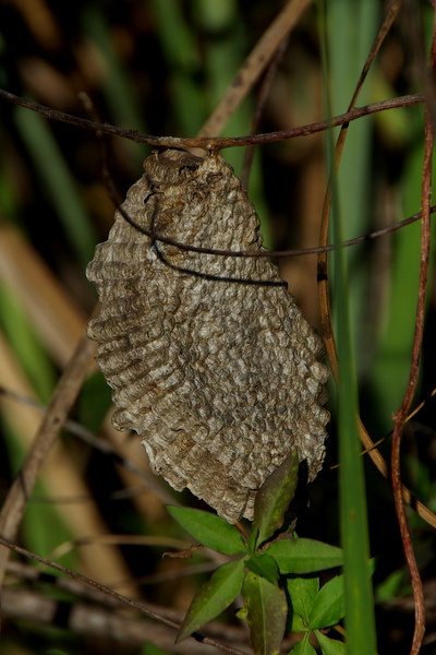 Abandoned wasp nest
