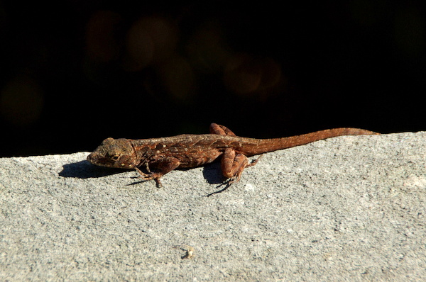 Anole