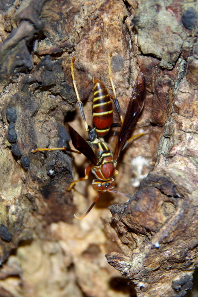Wasp