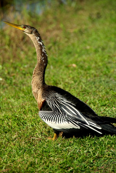 Anhinga