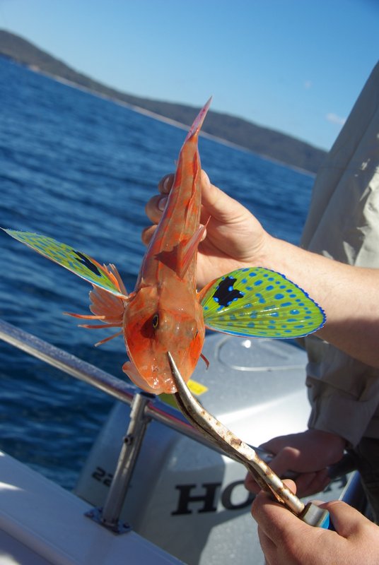 A colourful gurnard that grunts