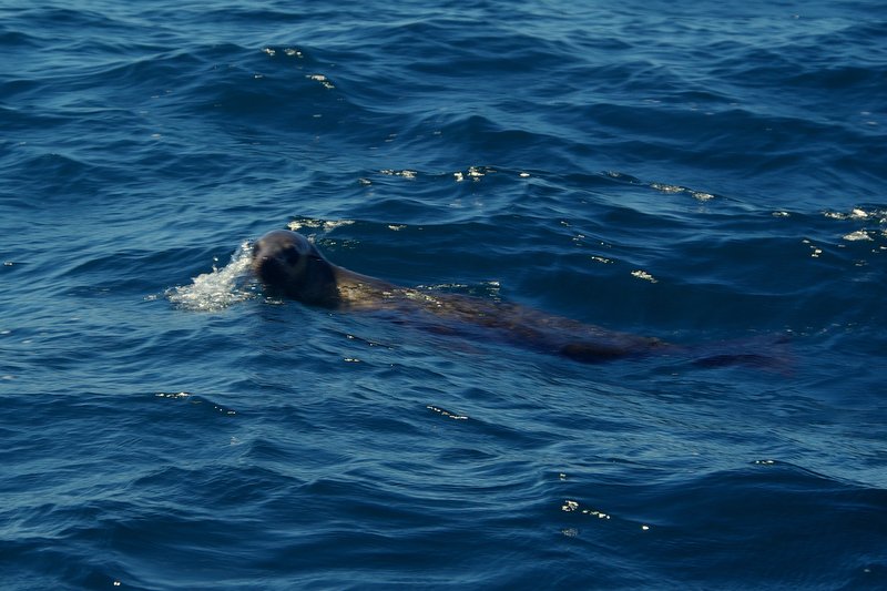 Seals