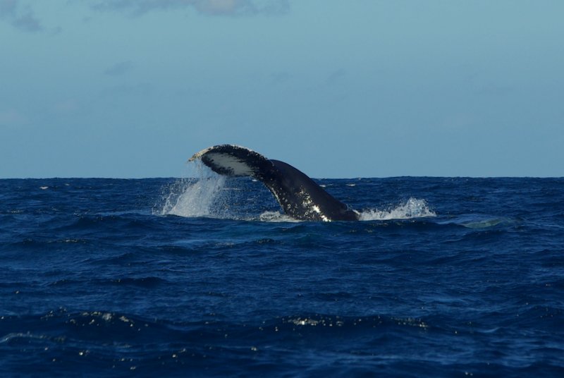 A whale tail