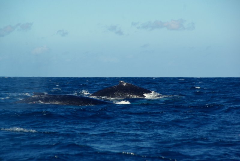 Whales
